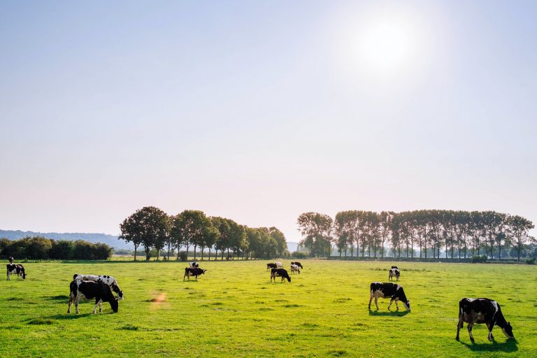 a wide angle image of black and white cows in a green pasture with blue sky and sun overhead