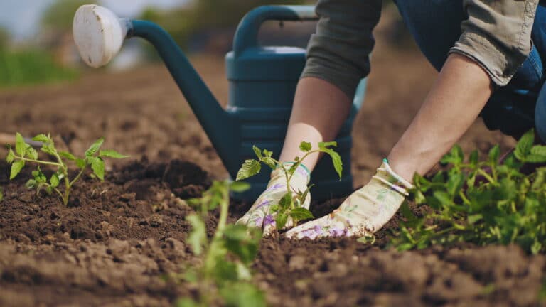 Farmer hands planting a tomato seedling in a vegetable garden. In the background a watering can for irrigation.